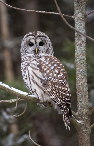 Barred-Owl-Strix-varia.jpg