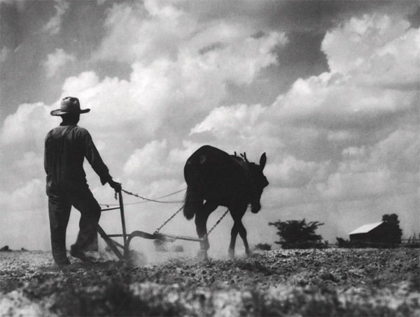 Ploughing with a Mule